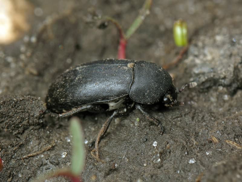 Dermestes laniarius Illiger, 1801